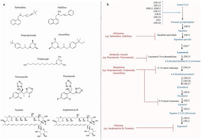 Insights into the role of sterol metabolism in antifungal drug resistance: a mini-review